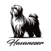 Fluffy Havanese – Small and charming