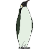 An adorable emperor penguin