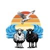 sheep sheep sunset sea seagull