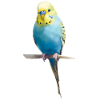 Budgie Stars
