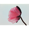 Pink Poppy