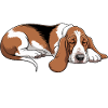 Basset Hound Nope