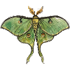 Luna Moth Nocturnal Magic