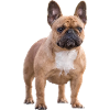 Bouledogue français