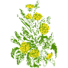 LÖWENZAHN