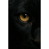 Mystischer Schwarzer Panther Blick