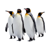 Penguins