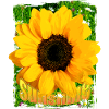 soleil tournesol fleur prairie