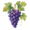 grapes