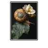 Snails Snail