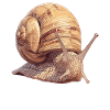 Escargots Escargot