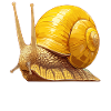 Snails Snail
