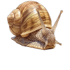 Snails Snail