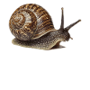 Snails Snail