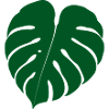 Monstera