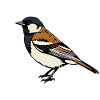 Sparrow Bird