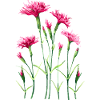 Fleur