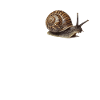 Snails Snail