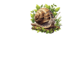 Snails Snail