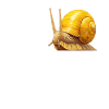 Snails Snail