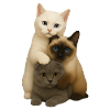 British Shorthair Siamese Fold