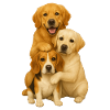Golden Retriever Labrador Beagle