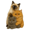Birman Persian Fold