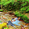 Wasserfall im Grünen Naturdesign