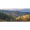 Herbstliche Waldlandschaft mit Sonnenlicht