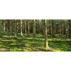 Lichter Waldlandschaft Druckdesign