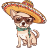 Chihuahua Dog Funny Sombrero