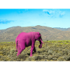 Pink elephant in the deserted savannah