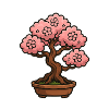 Kirchblüten Bonsai Baum