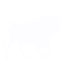 bull