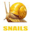 Snails Snail