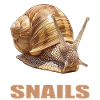 Snails Snail