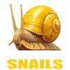 Snails Snail