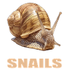 Escargots Escargot