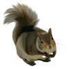 Funny Animal Digital Art