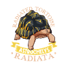 Radiated tortoise