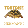 Greek tortoise