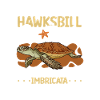 Hawksbill Turtle