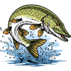 Brochet Esox Lucius Pêche