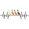 Runner Ducks Heartbeat Indian Ducks