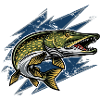 Brochet Esox Lucius Pêche
