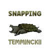 Alligator turtle