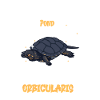 European pond turtle