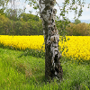 NatureArt Rapeseed Birches