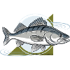 Zander Pêche Poissons Prédateurs