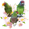 Parrots